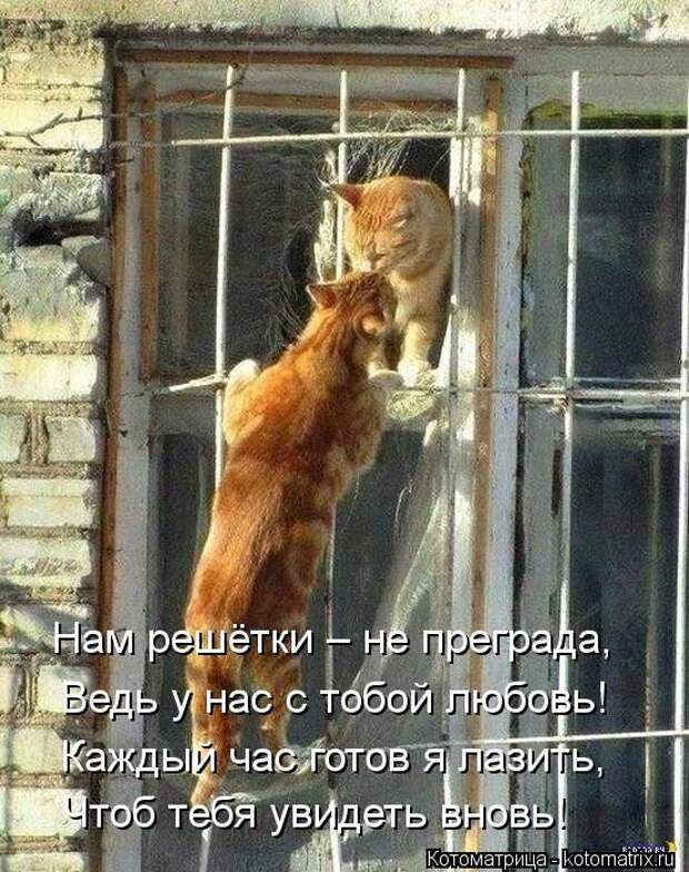 Лучшие котоматрицы недели  