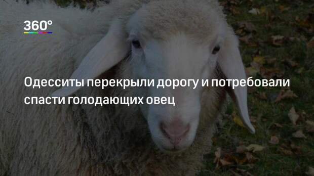 Одесситы перекрыли дорогу и потребовали спасти голодающих овец