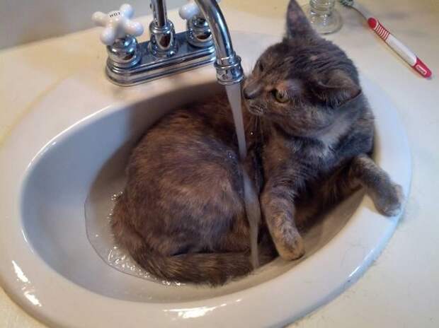 35 котов, которые не боятся воды
