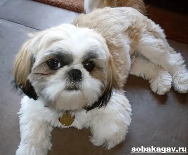 Ши тцу собака. Описание, особенности, уход и цена ши тцу