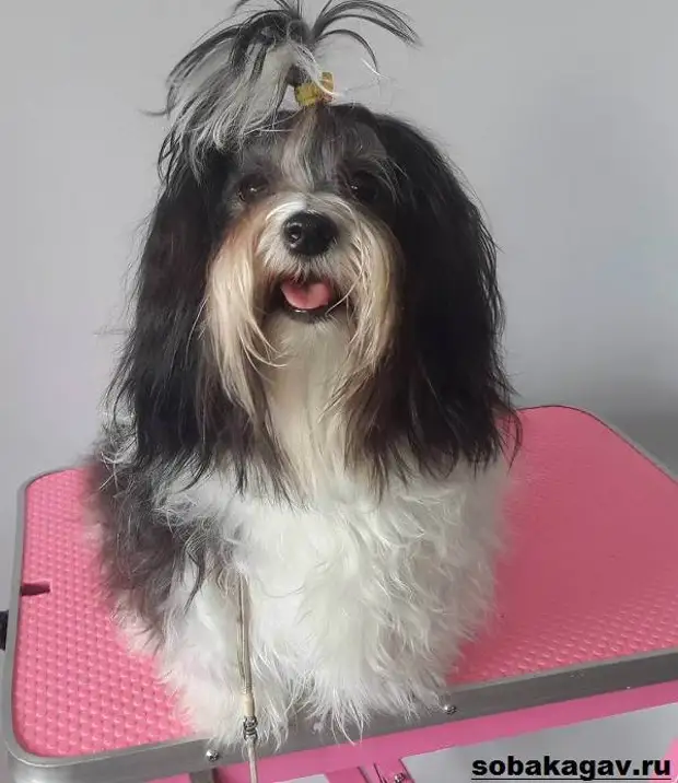 Гаванский бишон собака. Описание, особенности, уход и цена гаванского бишона