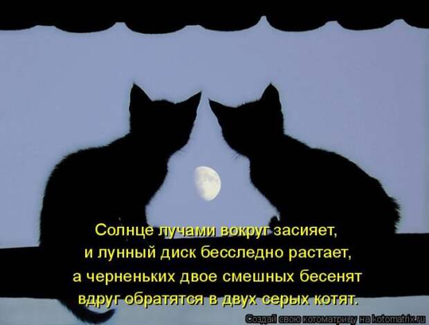 Лучшие котоматрицы недели (50 фото)