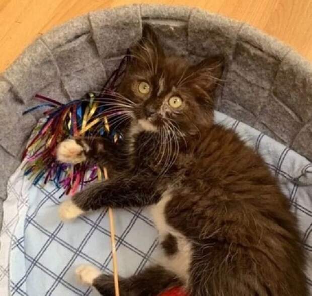 Игривый котенок Котенок в кроватке
