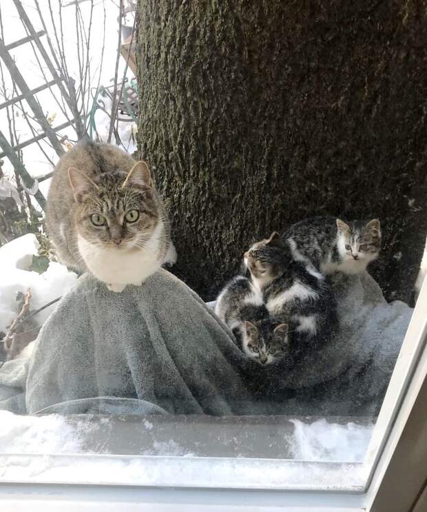 спасение котят кошка с котятами за окном