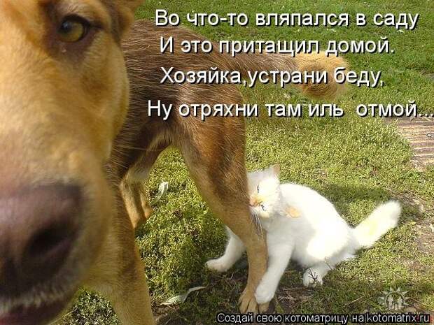 Лучшие котоматрицы недели (50 фото)