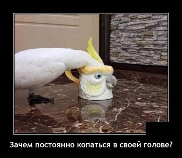 Демотиватор про попугая