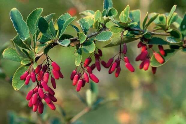 Барбарис обыкновенный (Berberis vulgaris)