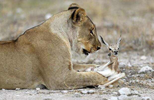 Лишившаяся детенышей львица усыновила маленькую антилопу
