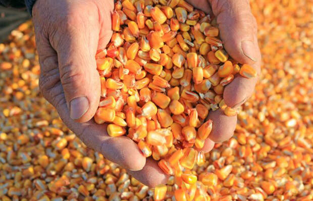 Кукуруза - единственный злак, в котором содержится золото/ фото: Pinterest.com Кукуруза - единственный злак, в котором содержится золото/ фото: Pinterest.com