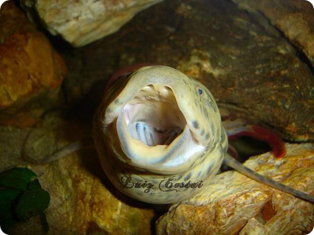 Протоптеры