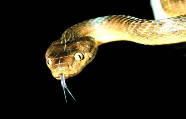 snake-610x390