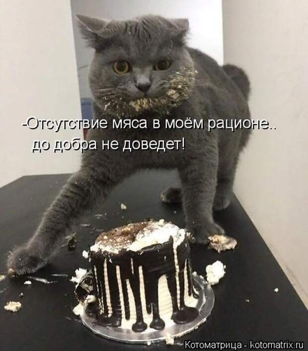 Лучшие котоматрицы недели (50 фото)
