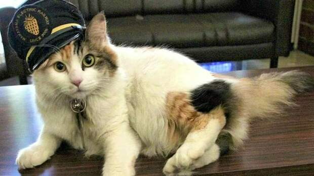 Кот-госслужащий / Фото: соцсети Японии