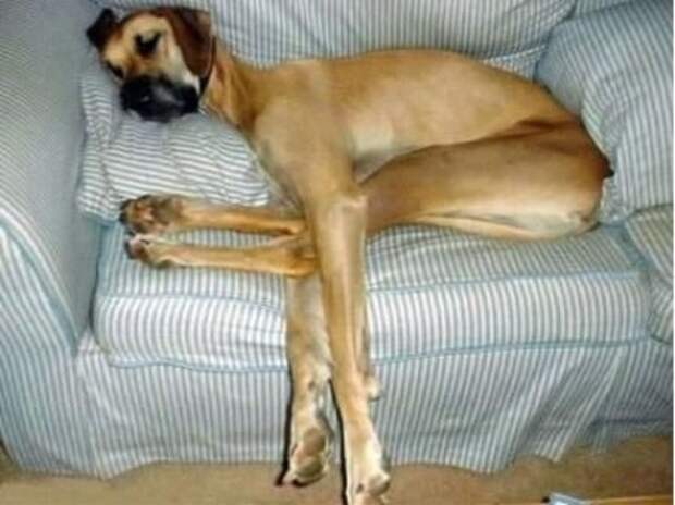 This dog who&#39;s dreaming of bacon and bones.