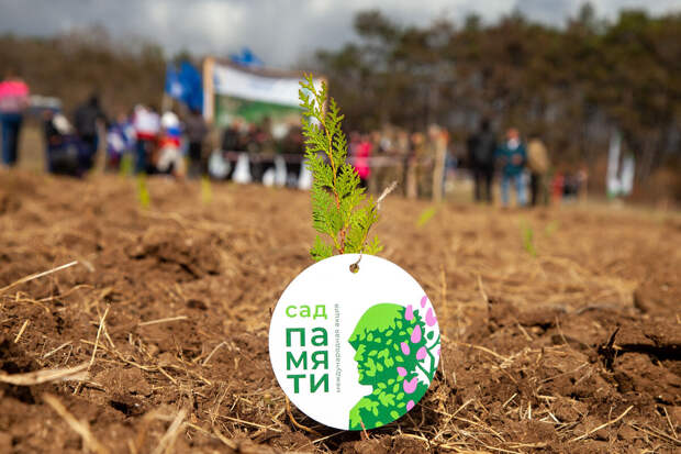 Треть высаживаемых в стране деревьев в рамках нацпроекта "Экология" приходится на акцию "Сад памяти"