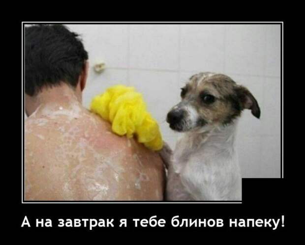 Демотиватор про собаку
