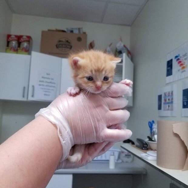 Котенок в больнице