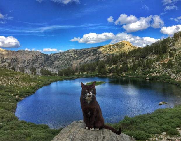 https://livingnomads.com/wp-content/uploads/2016/04/Burma-the-adventure-cat-at-The-Ruby-Mountains-Nevada-Caters-News-Agency.jpg