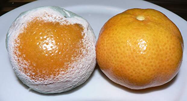 moldy mandarin oranges