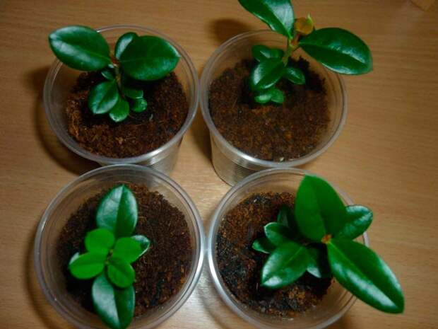 карисса из семян