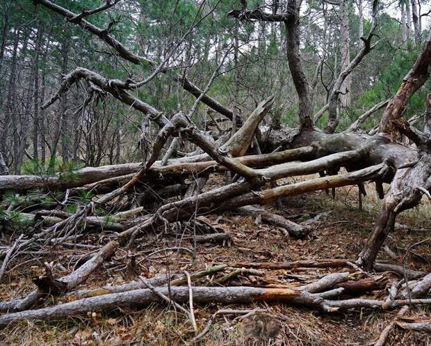 в валежнике