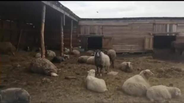 Медведь разорвал стадо овец на частной ферме на Камчатке