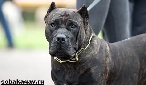 Канарский дог собака. Описание, особенности, уход и цена канарского дога