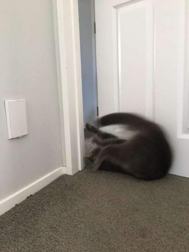 кот открывает дверь