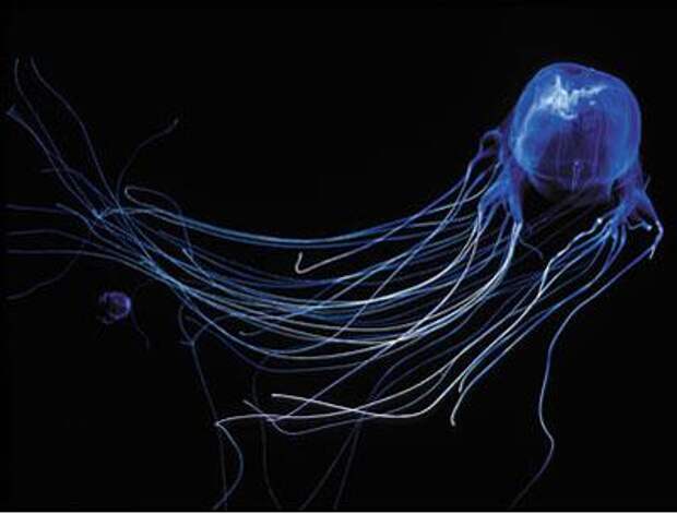 Кого австралийцы называют морской осой? Особо опасная медуза австралийских вод