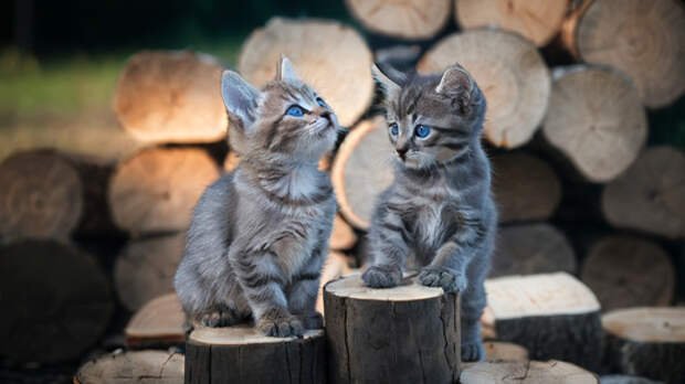 Картошка с грибами