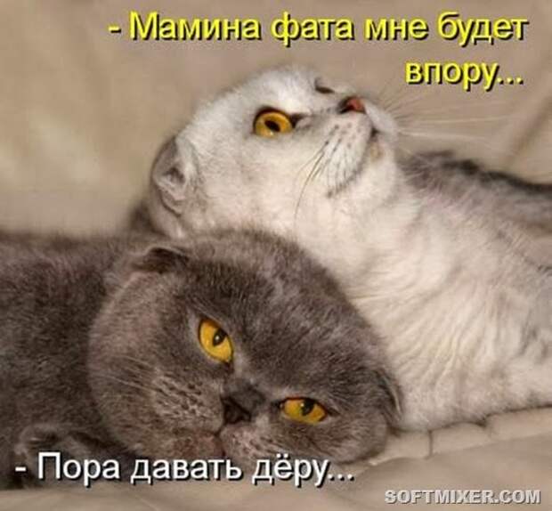 43a141353338f74cb6fd024bcf7_prev