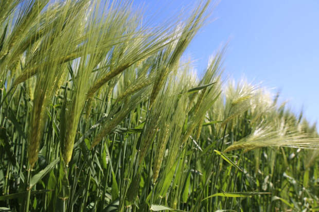 Корневая гниль и мучнистая роса: на полях Крыма пробудились грибковые болезни