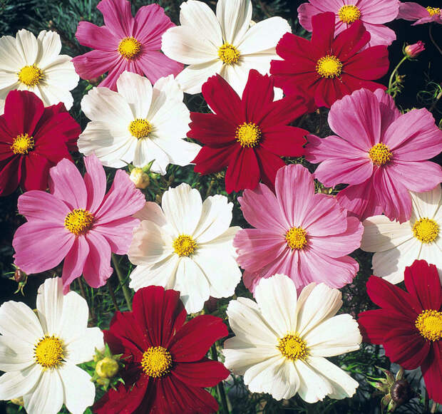 Шоколадная космея: это растение чуть не исчезло из-за своего потрясающего аромата