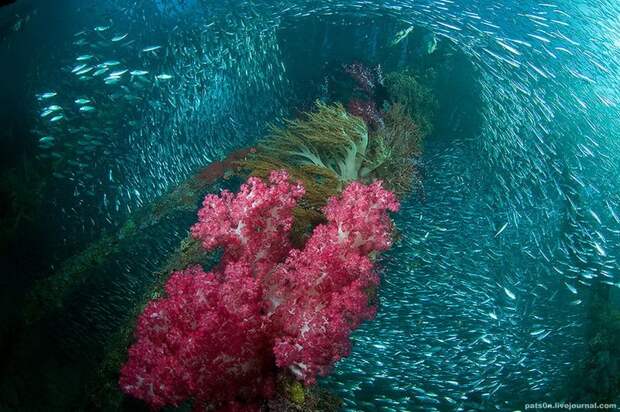 Заповедник Raja Ampat, Западное Папуа, Индонезия, Индийский океан Заповедник Raja Ampat, Западное Папуа, Индонезия, Индийский океан