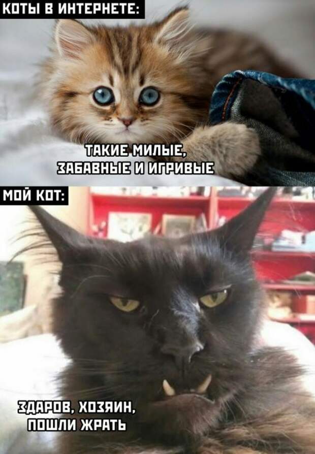 Мой котяра