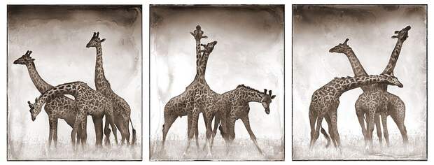 фотографии африки. Nick Brandt