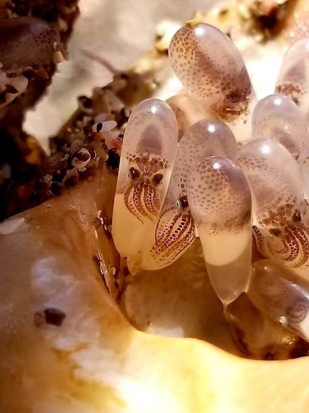 12. Морская раковина с яйцами кальмаров внутри Неожиданная находка, интересные вещи, интересные находки, находки, находки и открытия, не ждали, случайно