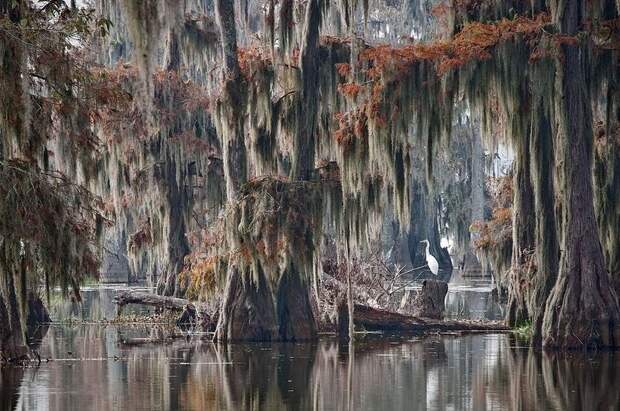 Фантастические кипарисы озера Каддо (Caddo lake), США