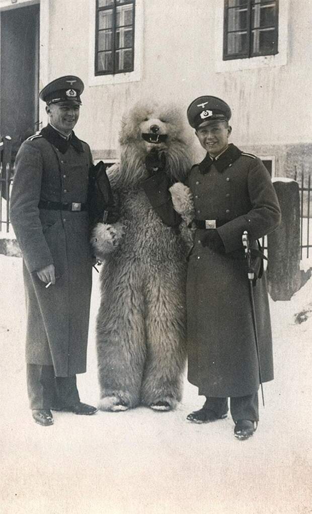 Мишка Тэдди: странная коллекция фотографий немцев с огромными белыми медведями