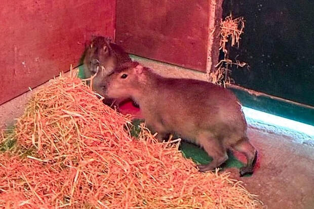 Metro: в Британии собаки с полицейскими ищут сбежавшую капибару