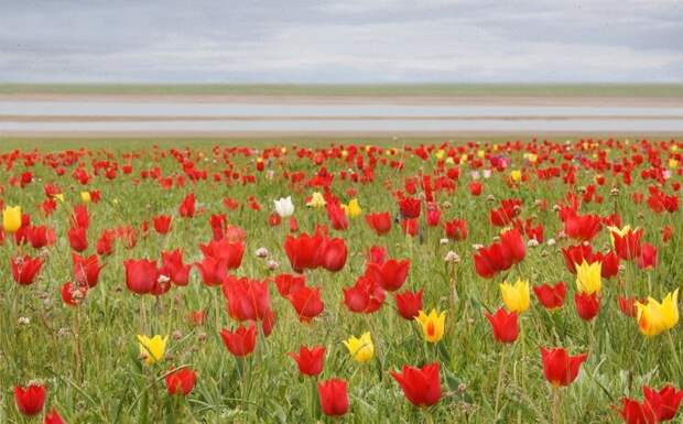 Степи Калмыкии в начале мая покрываются ковром из тюльпанов великоление, красота, природа, путешествия, цветочные туры