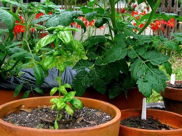 В прошлом году я в первый раз использовала в саду уксус. Теперь все соседи делают то же самое! В прошлом году я в первый раз использовала в саду уксус. Теперь все соседи делают то же самое!