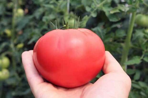 помидоры неприхотливые