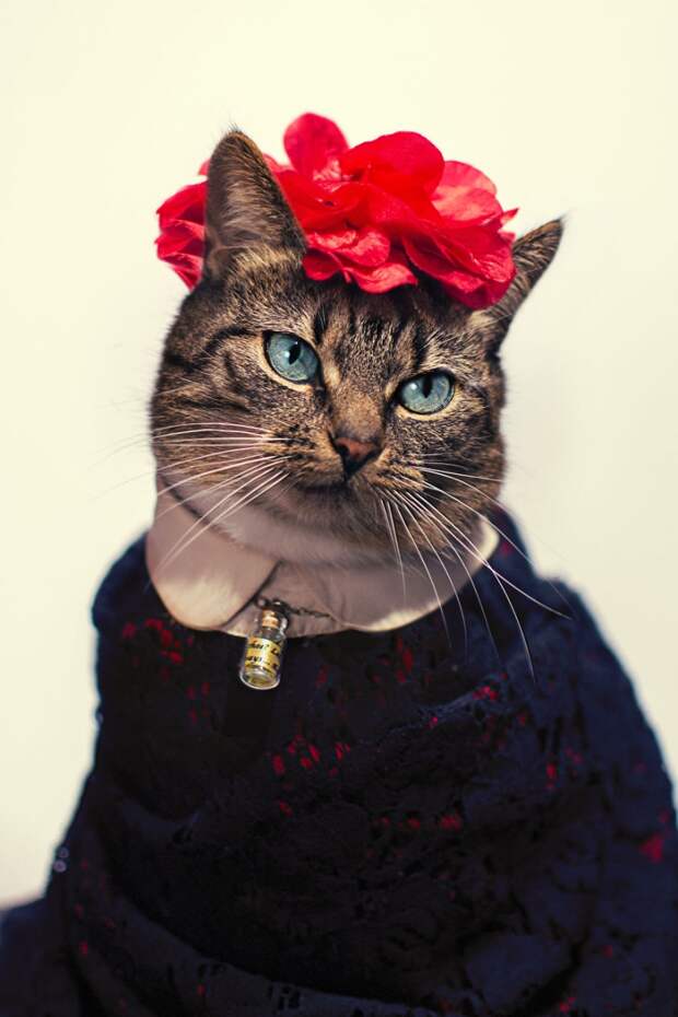 Пушистая модница кошка, модница, фото