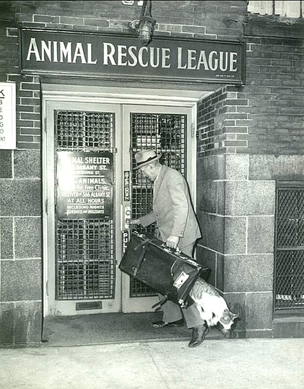 Кошка убегает из Лиги спасения животных. 1930-е годы 20 век, история, фотографии