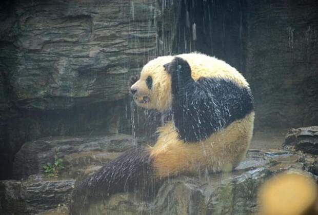 Душ для больших панд в жаркий пекинский день в мире, дождь, животные, зоопарк, милота, панда