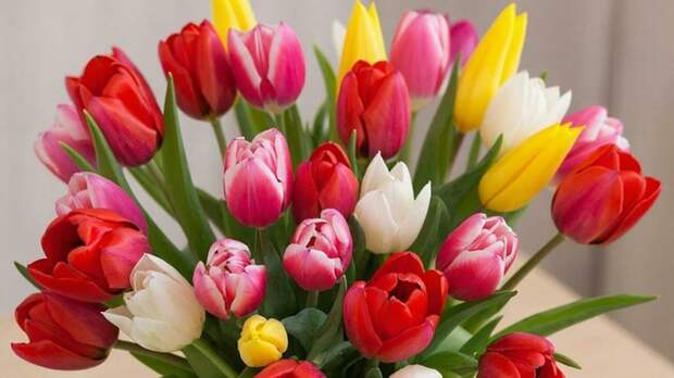 Эксперт рассказала, что чаще всего на 8 Марта россияне дарят женщинам тюльпаны