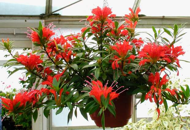 Эсхинантус не капризный, но требовательный: какие условия делают его ярким, а не унылым