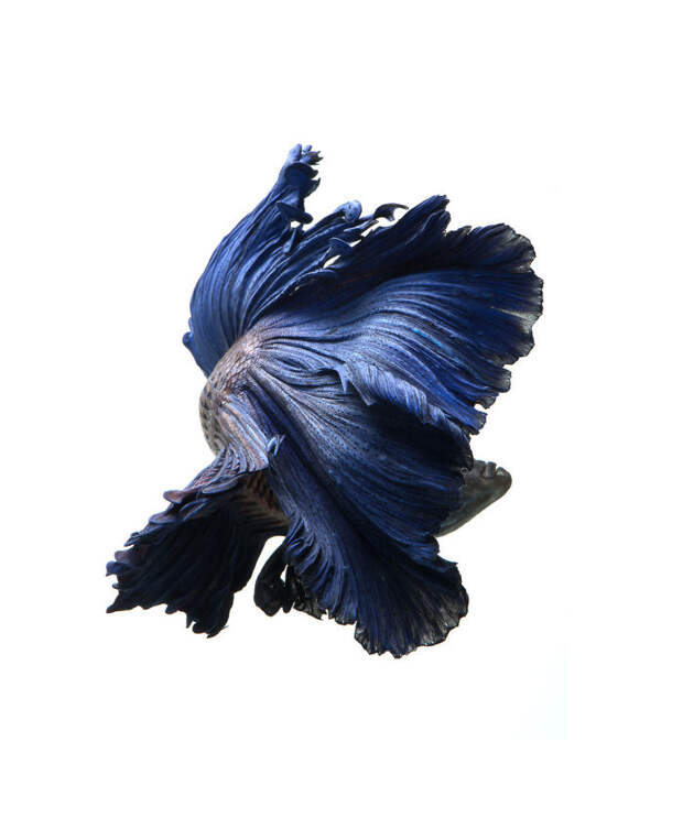 The Elegant And Fantastic Poses Of Aquarium Fish Captured By A Thai Photographer