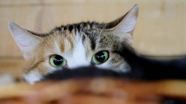 Зоопсихолог Гладких рассказала, как выбрать второго питомца в семью